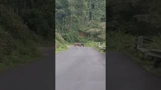 wild deer  road crossing kodaikanal village