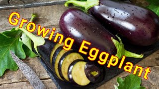 Growing Eggplant : From sowing to harvest