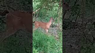 łania białoogoniasta beczy! cześć jeleniu😱🦌🥰#jeleniu