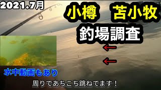 2021年7月釣場調査　小樽、苫小牧編  水中動画あり