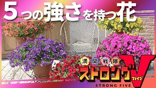 2022年春夏おすすめ商品【ストロング ファイブ】