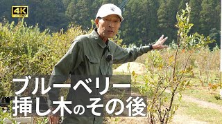 【ブルーベリー】挿し木のその後(10月)