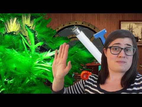 LES ALGUES EN AQUARIUM : Comment S'en Débarrasser ? - YouTube