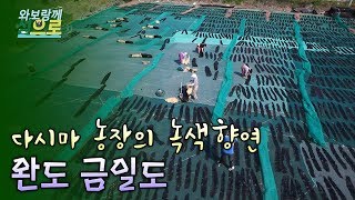 수온, 염분, 지리적 조건이 완벽한 다시마 농장, 완도 금일도 [Korea Island]