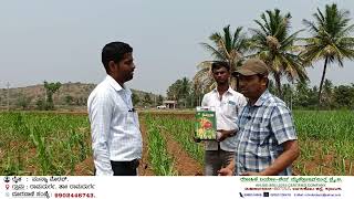 ಕಬ್ಬು/Sugarcane ಅಧಿಕ ಮರಿಗಳ ಸಂಖ್ಯೆಯನ್ನು ಹೆಚ್ಚಿಸಲು ಮತ್ತು ಸಮೃದ್ಧ  ಬೆಳೆಗೆ ಸಕ್ಸಸ್ ಉಪಯೋಗಿಸಿ ಯಶಸ್ವಿಯಾದ ರೈತ.