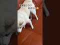 今回喜びが爆発なマル🐕🐾🤣💕 柴犬の日常 dog 犬 癒し かわいい かまちょ 大好き short