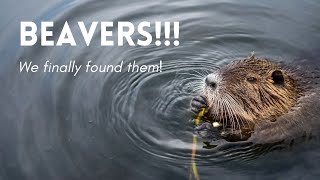 WE FOUND WILD BEAVERS IN ENGLAND!!! - Rewilding