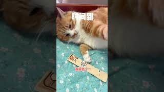 【家有猫三宝】一定要看到最后#萌宠  #猫 #cat #pets #funny