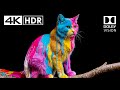 Fabulous Dolby Vision Demo 4K HDR 60fps - 4K Video ULTRA HD