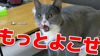 ヨーグルトが大好きな猫とそんなに…な猫との違い