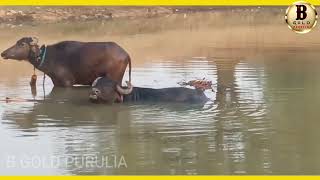 ২৪ শা ফাল্গুন চাঁদড়া গ্ৰামে আসরের আগত কাড়া ১ নং কাড়ার জোড়া #new #kara_lorai #purulia #viral