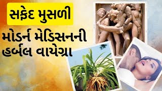 સફેદ મુસળી | મોડર્ન મેડિસનની હર્બલ વાયેગ્રા જે શરીર ને ઉતેજીત  કરે છે