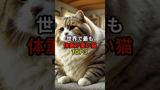 世界で最も体重が重いねこTOP3#人気ランキング #おすすめ #shorts #猫