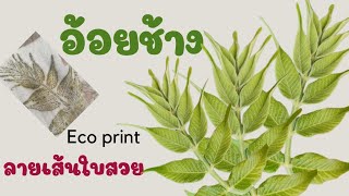 อ้อยช้าง#ecoprint#ผ้าพิมพ์ลายใบไม้