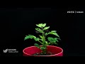 4k 미니 방울토마토 성장 타임랩스 키우기 식물 농작물 타임랩스 tomato plant growing time lapse 네이처타임랩스