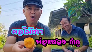 ผลไม้แบบฮาๆพ่อแสวง-กำภู#บ้านสวนกำภูEp345