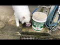 じぃちゃんサモエド samoyed g 癒し？ 動画が撮れた。i took a healing video by a samoyed dog voice recommended.