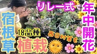 【宿根草】リレー方式で、花が一年中絶えない花壇づくりのための植栽🌸/ ブルー花壇・ピンク花壇あわせて18品種の宿根草を植えますよ〜🤗 / 夏に少し良い花を西日から守る方法【ガーデニング】