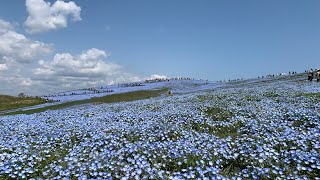 ひたちなか海浜公園ネモフィラ #茨城県