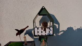 House Sparrows and BlueTits at Bird Feeder | Haussperlinge und Blaumeisen am Vogelhaus