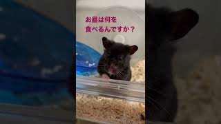 クロクマハムスターのご挨拶#ゴールデンハムスター #ハムスター #ハムスターかわいい面白い