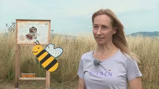 Wilde Wiesen: 40 Hektar für Bienen in Leonding