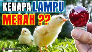 BANYAK YANG BELUM TAHU ‼️ ADA APA DENGAN LAMPU MERAH❓ UNTUK PEMBESARAN ANAK AYAM WHITE LEGHORN #doc