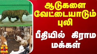 ஆடுகளை வேட்டையாடும் புலி - பீதியில் கிராம மக்கள்