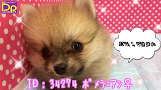 ポメラニアン♀　ID：34274-Pomeranian　【犬のかわいい紹介動画】