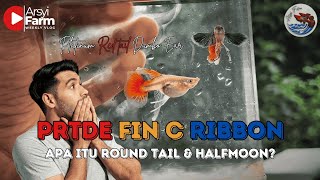 PLATINUM RED TAIL DUMBO EAR (PRTDE)