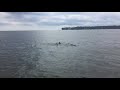 dolphin sighting june 17 2017