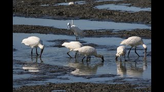 林邊鄉的黑面琵鷺Platalea minor   （2022 11 30）