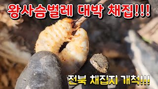 전북 왕사슴벌레 채집지 개척!!!(ft.파이프)