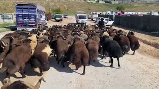 MOR TOKLU 🐑 ÇOK GÜZEL KİLO GELDİ