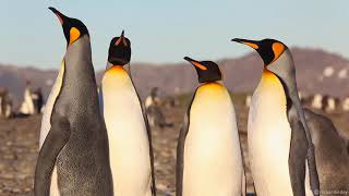 King Penguins