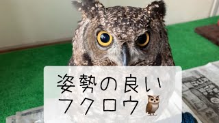 とても姿勢が良い🦉フクロウ