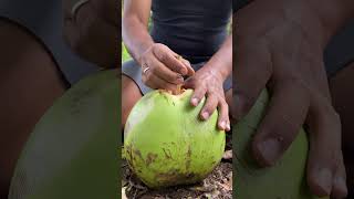 This is a regular COCONUT 🥥 #camping #survival #bushcraft #outdoors