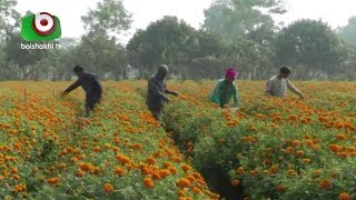 সাতক্ষীরার তালা বাণিজ্যিকভাবে চাষ হচ্ছে দেশি জাতের গাঁদা ফুল | Flower | TV News