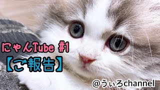 【猫 動画 】#1 ご報告　サイベリアンの子猫！はじめまして！youtube はじめます！！！！