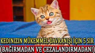 Kedinizin Mükemmel Davranışı İçin 5 Sır (Bağırmadan ve Cezalandırmadan!)