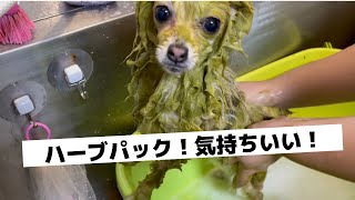 ぽんちゃんハーブパックで大満足🌿