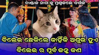 ବିଲେଇ ଛେକିଲେ କାହିଁକି ଅଶୁଭ ହୁଏ ଓ ବିଲେଇ ର ପୂର୍ଵ ଜନ୍ମ କଣ #Chandal Nag Danda Maraduguchha