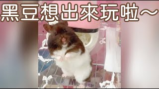 Hamsterdingding．黃金鼠想出來玩啦～．黃金鼠．熊仔鼠 [黑豆Black Bean]