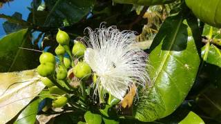 El Palmetum. Botanic Garden. Tenerife