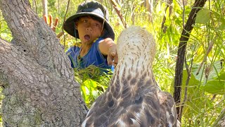 See Eagle In The Forests. #eagleowl #eaglet #birds #gianteagle #dramafilm #animals