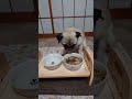 つまみ食いが早すぎるパグ🐶　speedy snacking pug パグ　 pug 犬 dog shorts