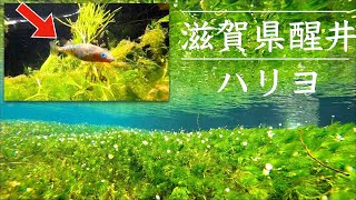 Jizo River of Spring Water and Plum Blossom Trees [Samegai, Maibara City, Shiga Prefecture]