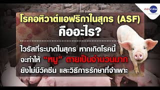 ทำความรู้จักโรคอหิวาต์แอฟริกาในสุกร (ASF)