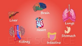Human internal body organs | character animation | for kids | Ease Science