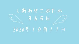 株式会社SCRIT「しあわせこぶたの３６５日」１０/１１